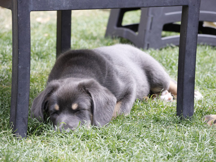 chinook dog